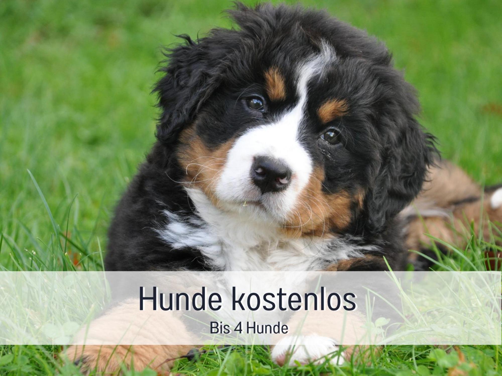 Am Feldrain - Urlaub Mit Hund Im Weserbergland Munden  Luaran gambar